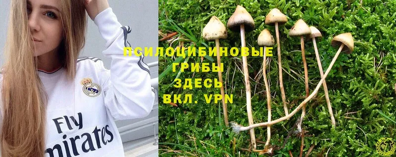 Галлюциногенные грибы Psilocybine cubensis  Краснодар 